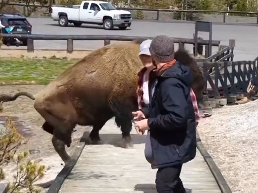 Bison, Dangerously close encounter between buffalo and tourist