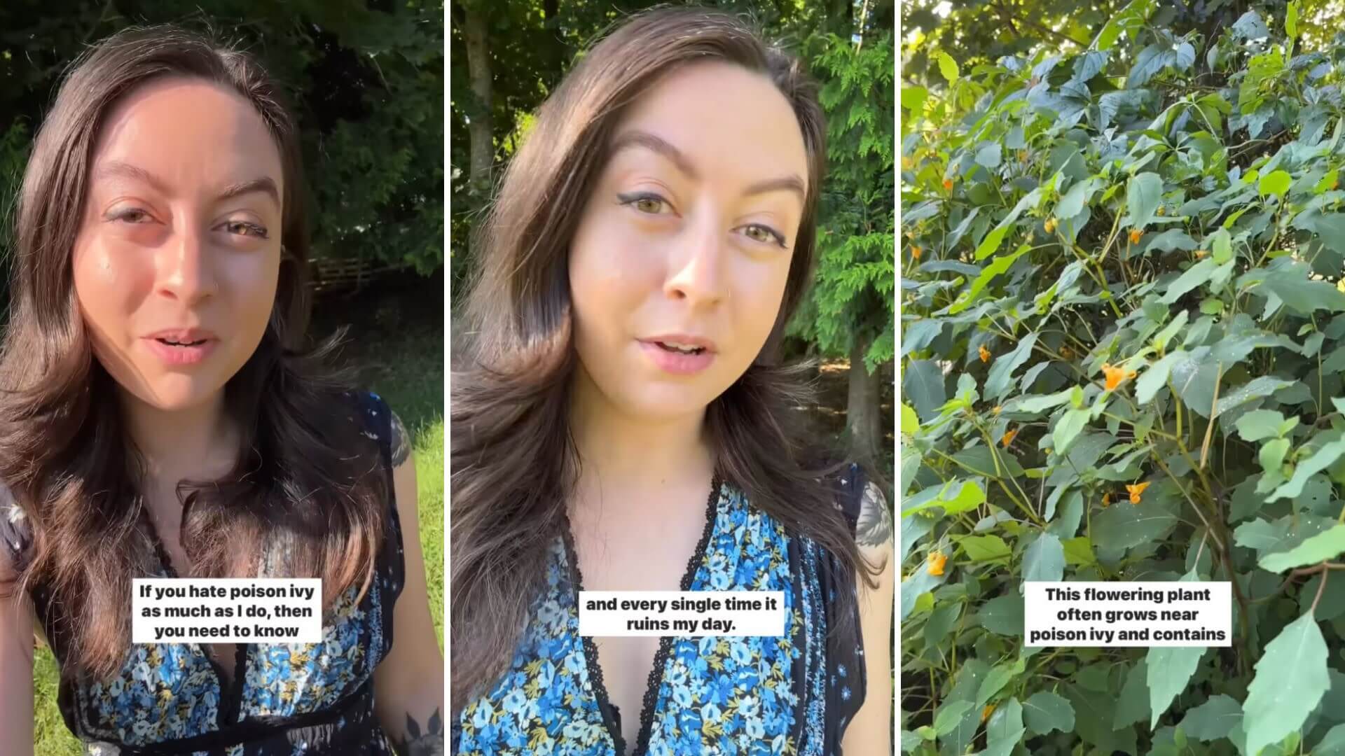 Gardener shares quick and simple method for relieving annoying poison ...