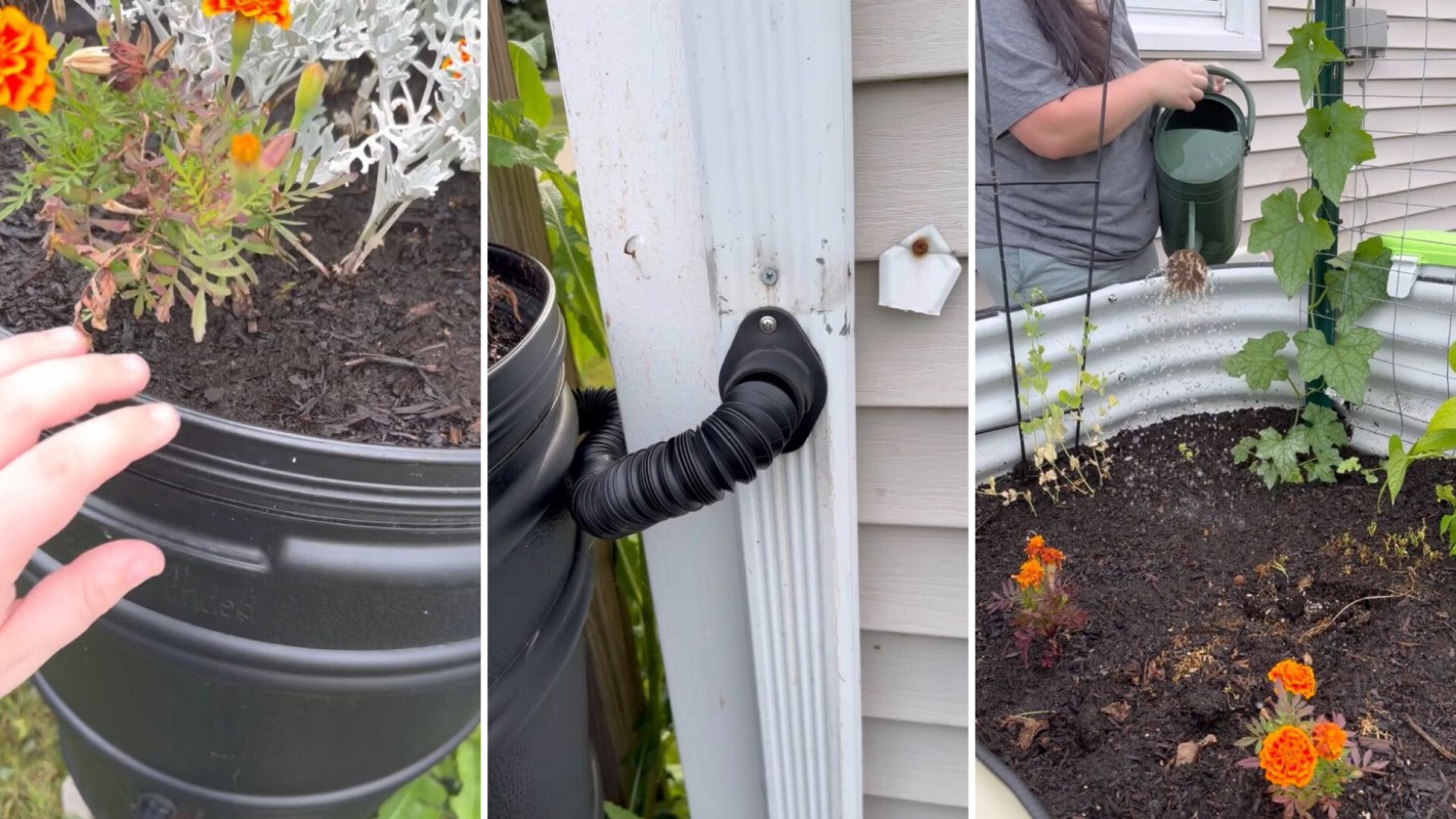 Gardener installed a rain barrel to collect rainwater for her garden