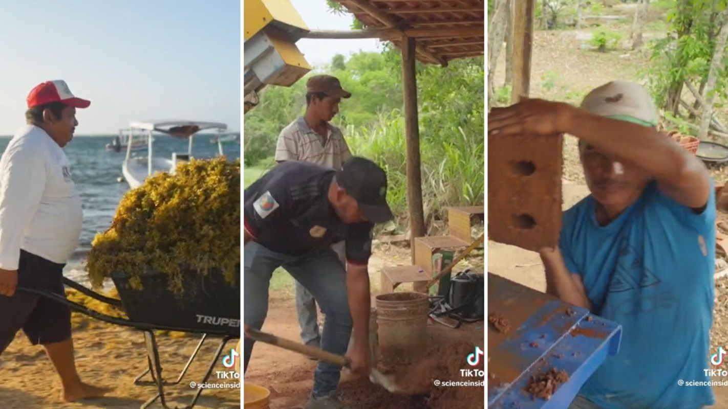Sargassum, Homes using bricks made out of costly invasive plants