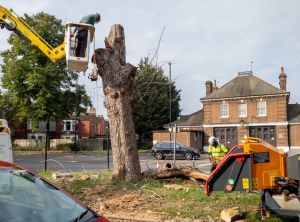 Charlotte Tree Ordinance, HOA chops down heritage tree in neighborhood