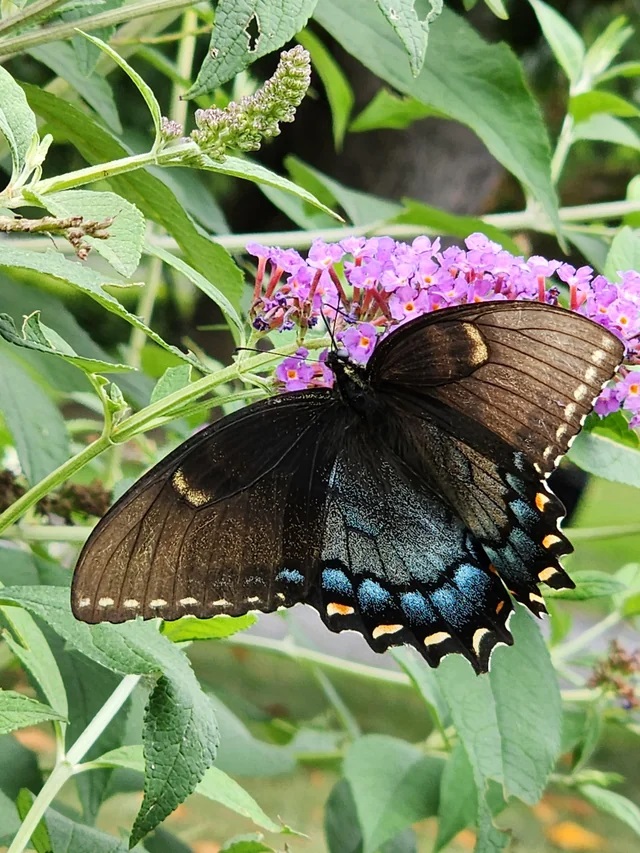 Butterfly garden