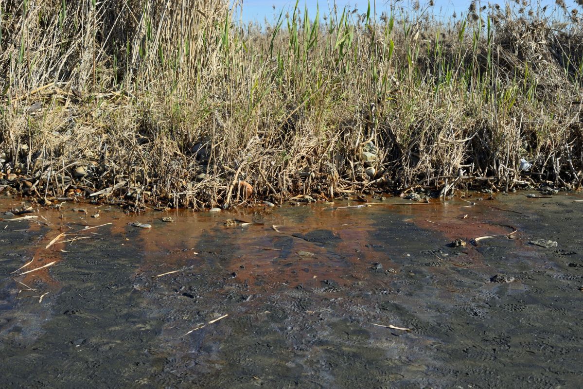 Mansarovar Energy, Pollution in the Palagua wetlands