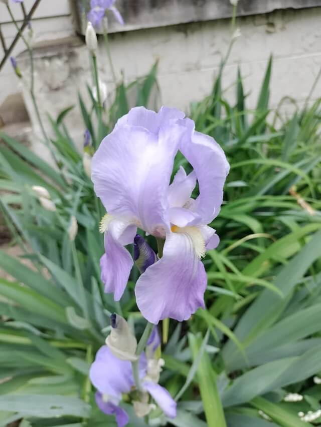 Wildflower garden