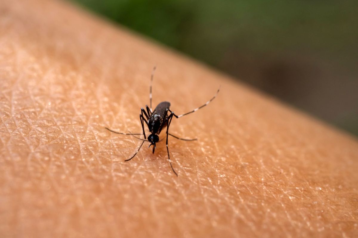 Dengue, Health agencies need to be prepared