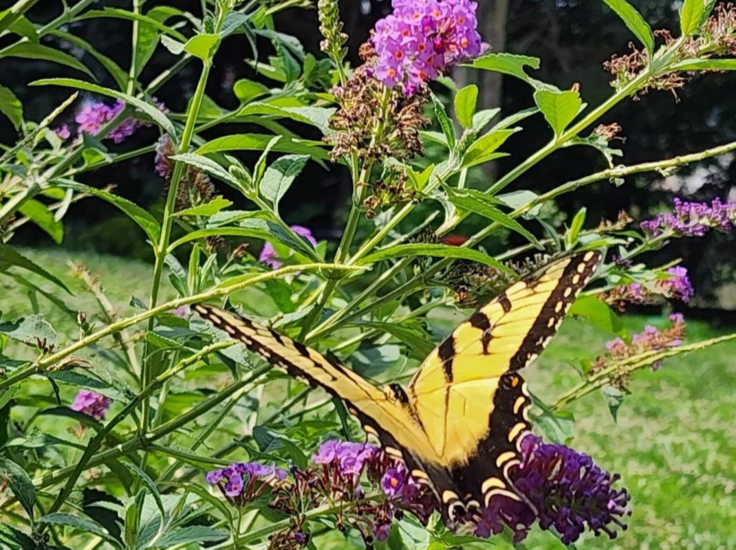 Butterfly gardens are a popular landscaping