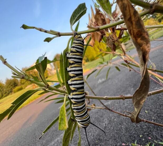 Monarch caterpillars