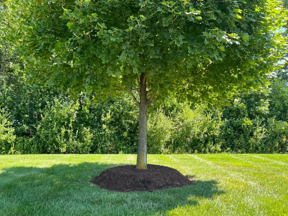 Mulch