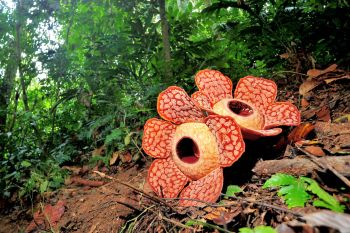 The massive flower famously smells like rotting meat to attract flies that eat flesh.