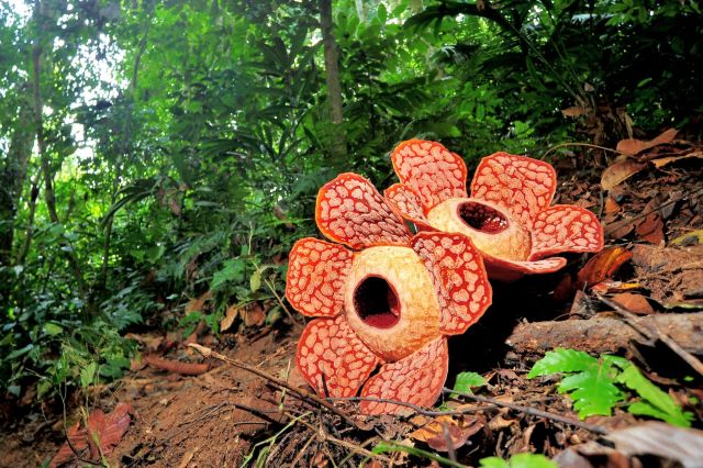 The massive flower famously smells like rotting meat to attract flies that eat flesh.