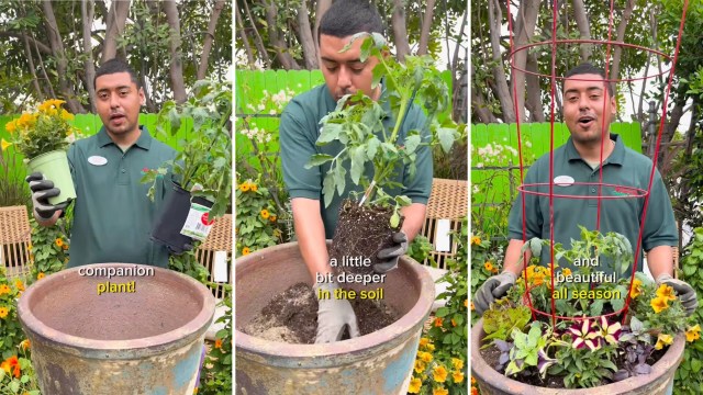 For many zones, tomatoes thrive for only a few months.