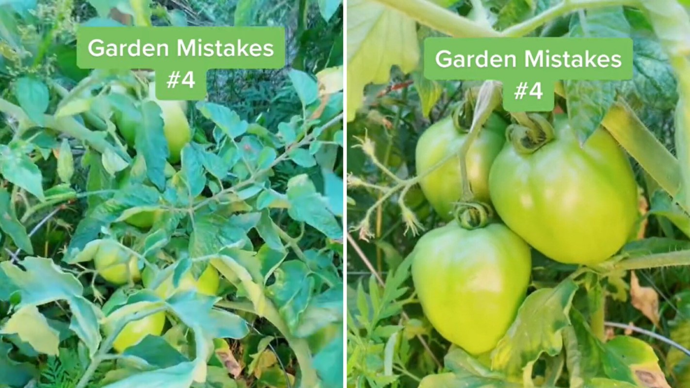 Once it reaches this "breaking stage," the tomato doesn’t take in any more nutrients from the plant.