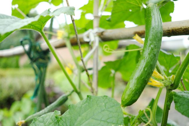 Frustrated gardener catches thief who took first cucumber from their garden