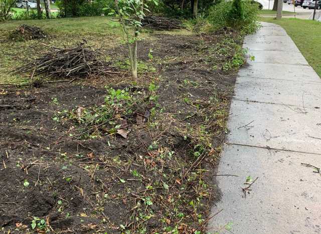 "Buckthorn is so hard to remove."