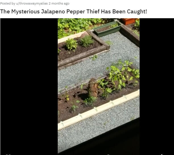 Frustrated gardener catches 'mysterious' jalapeño thief ‘green-handed’.