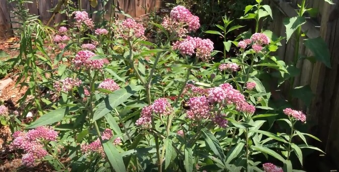 Plant drenching