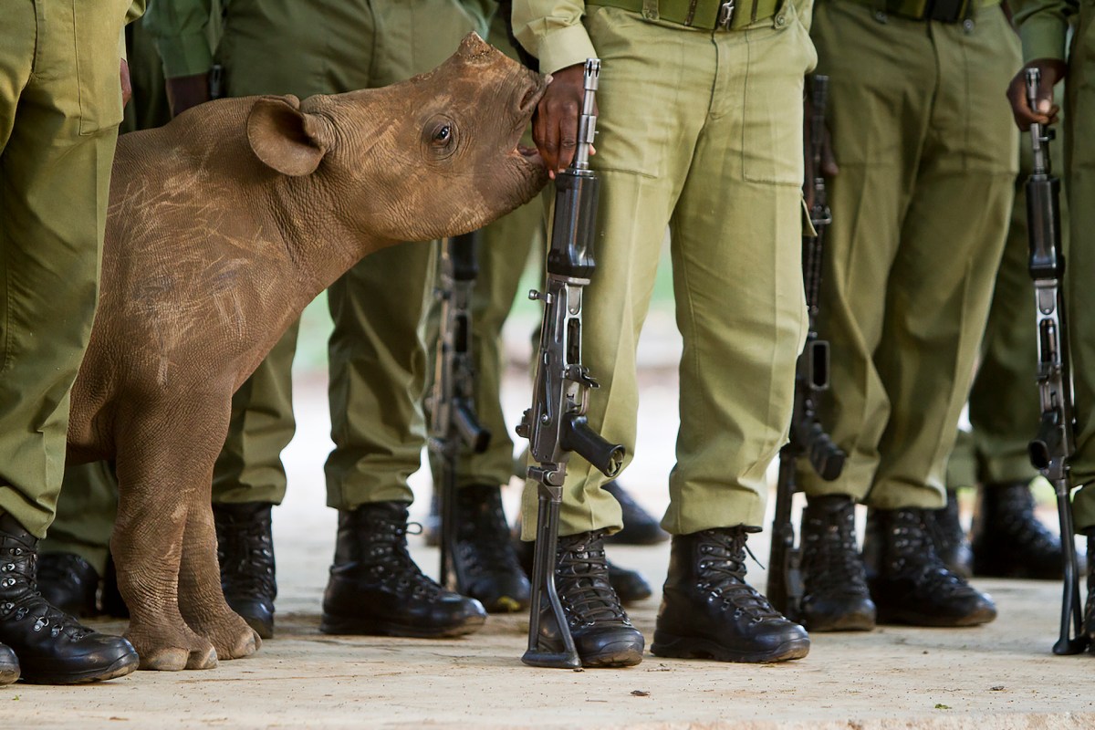 "So I strongly suspect his white rhinos will also do fine.”