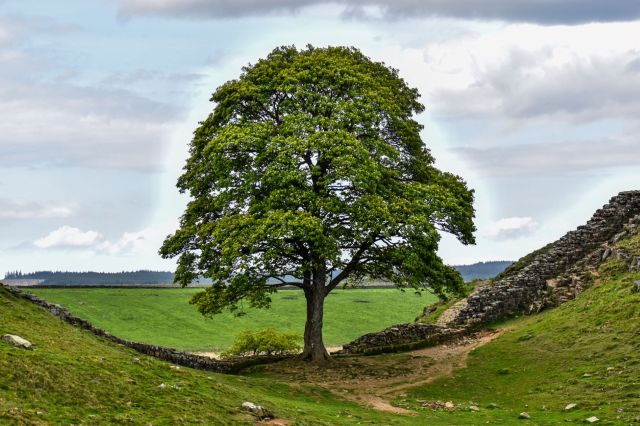 The Sycamore Gap Tree as it looked before it was cut down