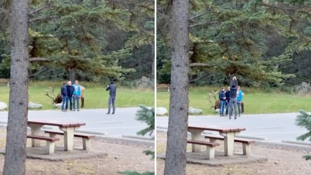 "One of these days someone is going to end up an elk shish kebab."