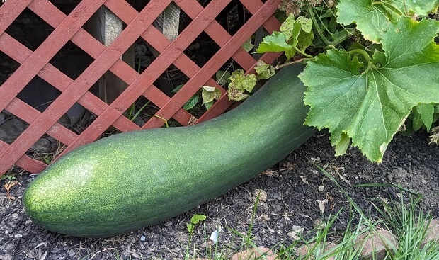 Others suggested that the plant was a zucchini, but there were too many differences that set it apart.