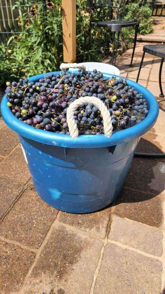  Concord grape