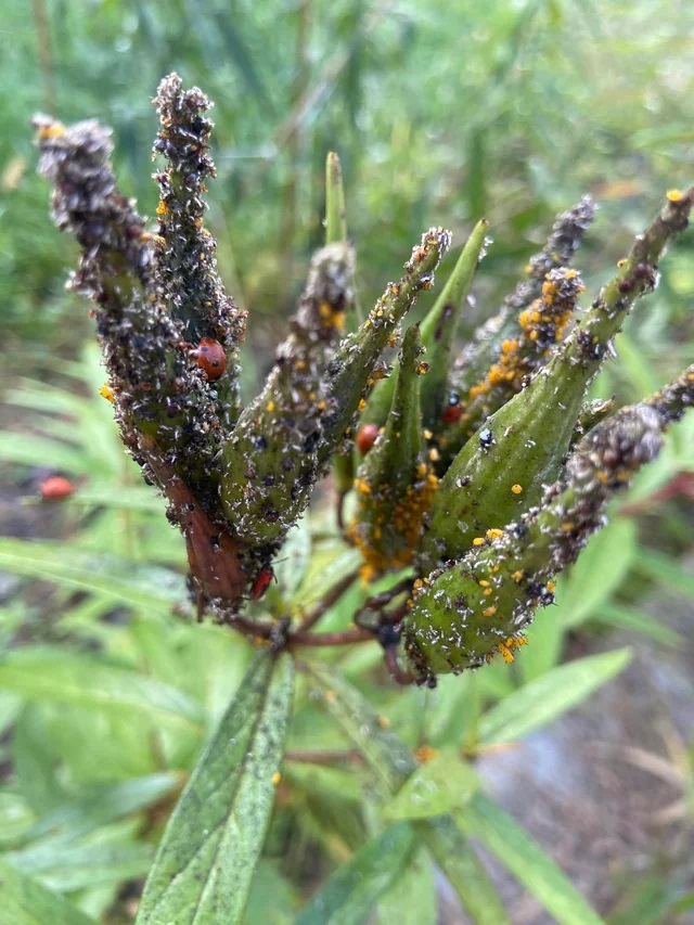 Some clusters were so thick they hid the green of the plant’s buds.