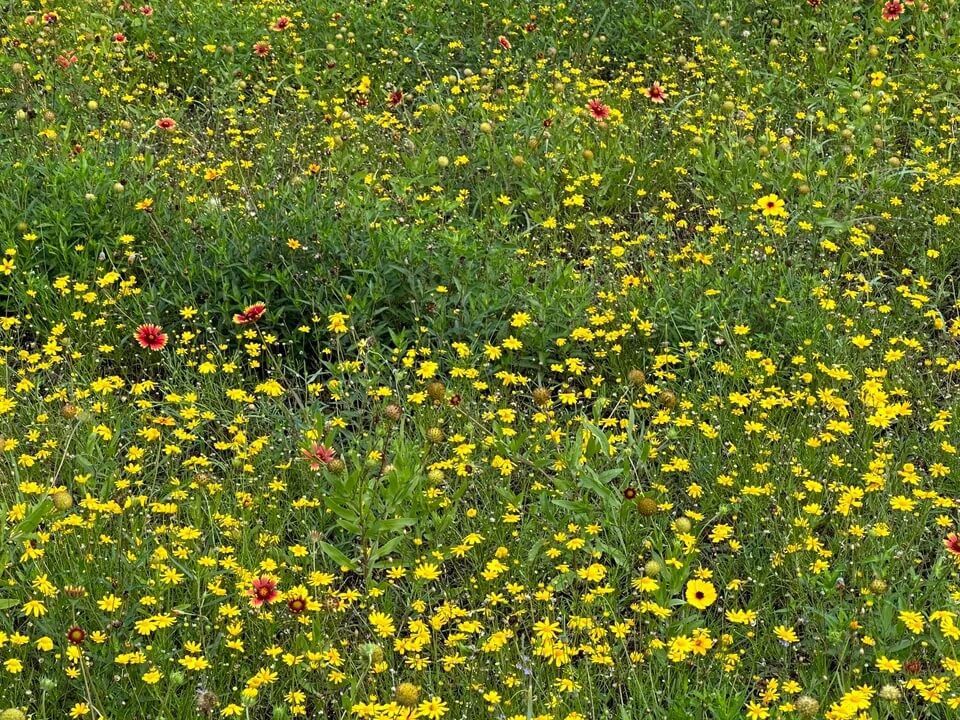 wildflower meadow