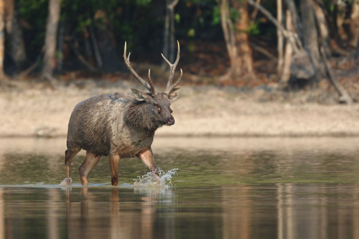 'The place we found the deer is a protected forest, but it is close to human communities.'