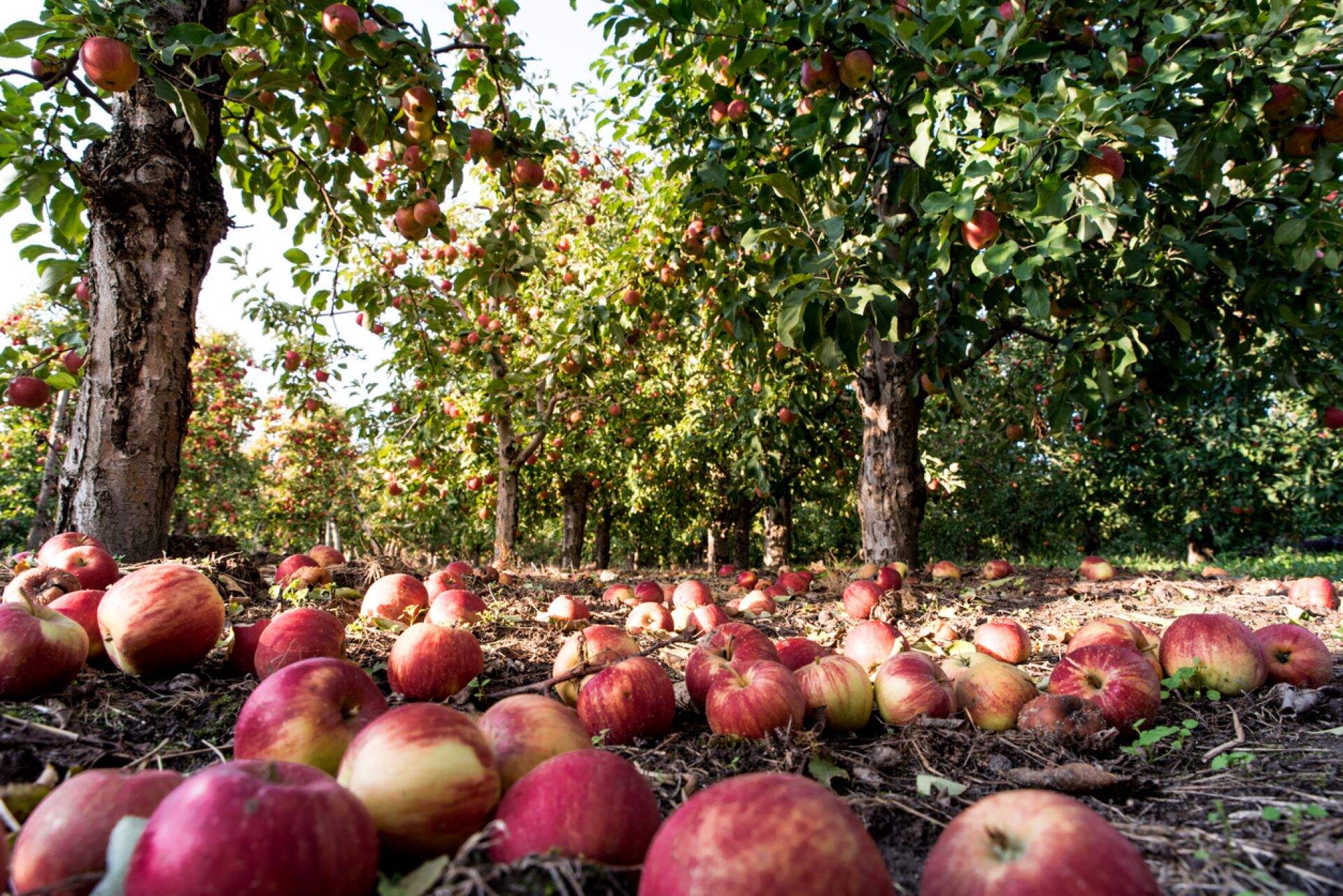 Scientists are creating apples of the future with one incredible