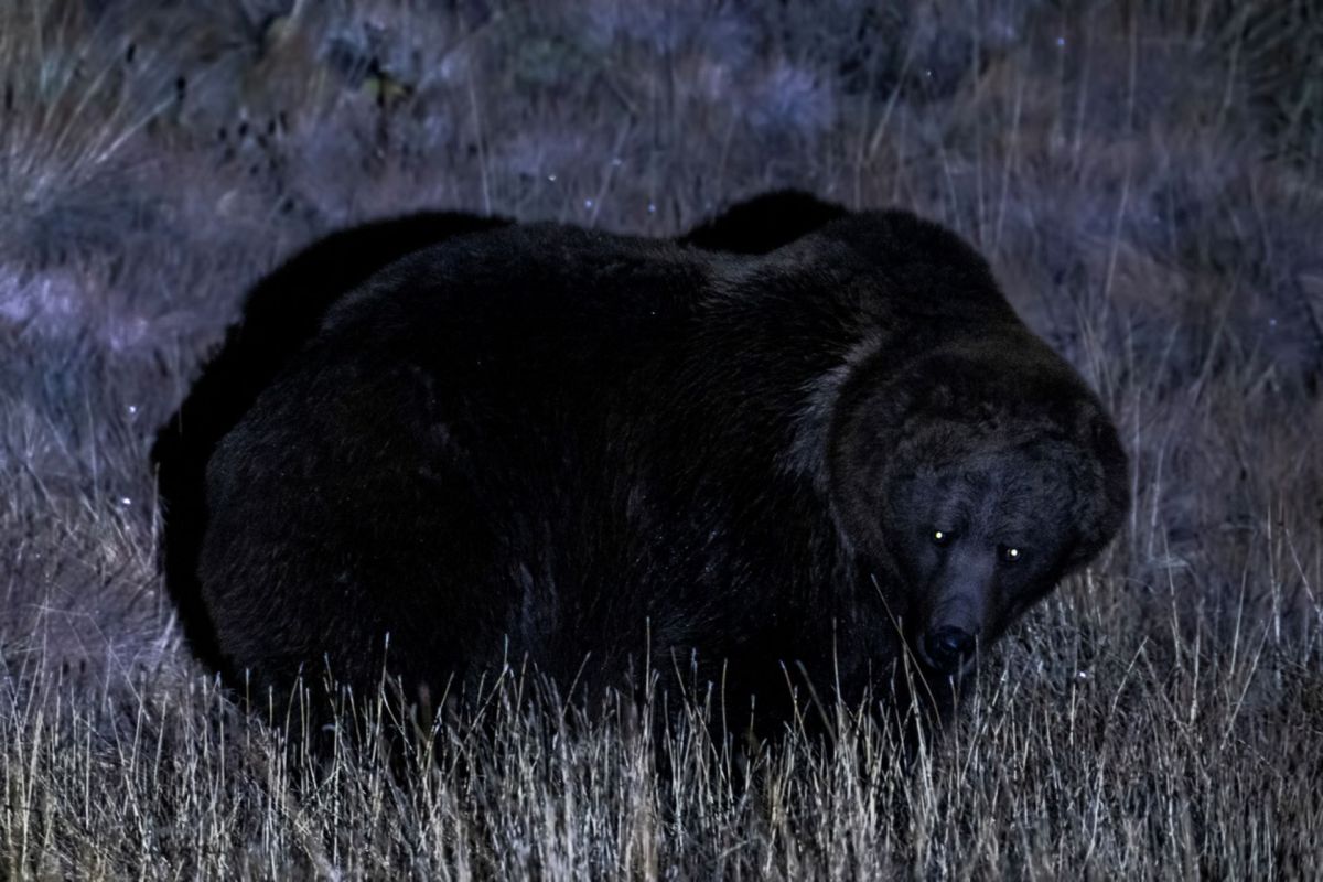 The bears' scavenging locations have a startling correlation to conflicts with humans.