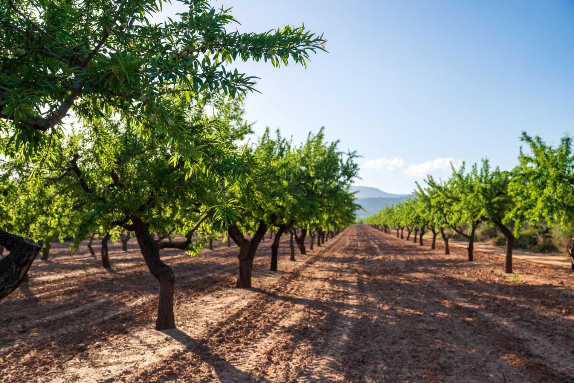 "Not only do they steal our olives, but they cause the tree serious harm."