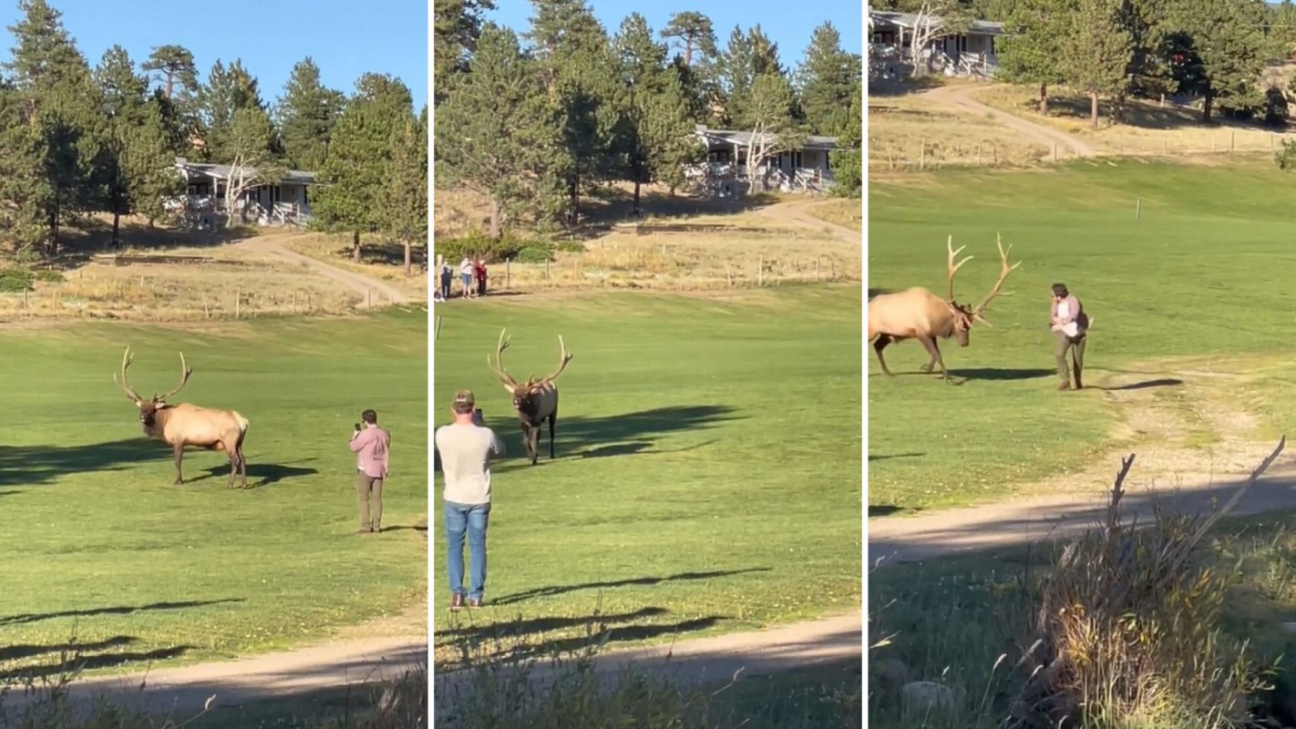 "This went on for 20 minutes before the elk went for him."