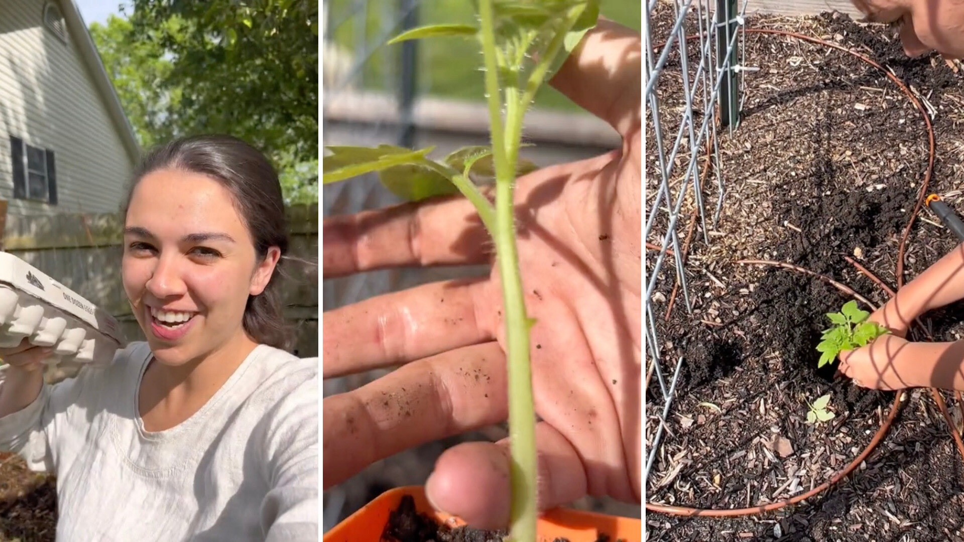 Gardener shares unexpected hack for growing monstrous tomato