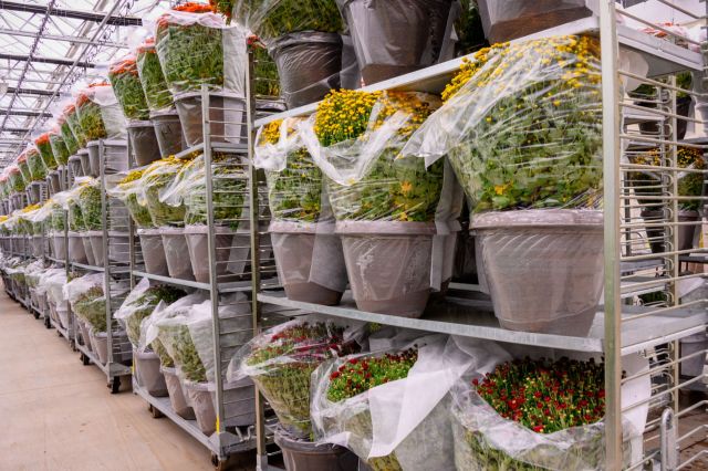 You can grab a bargain by seeking out the less lush plants.