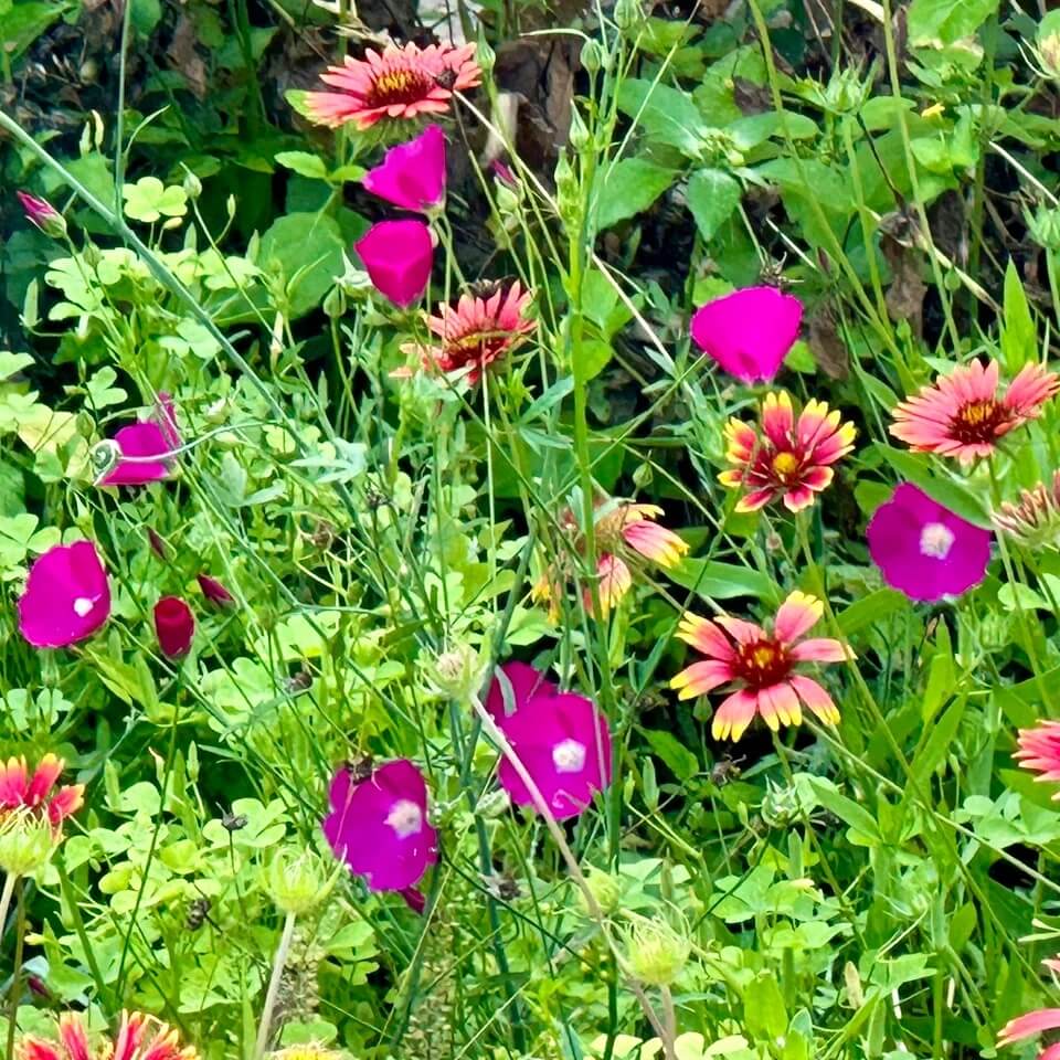 wildflower meadow