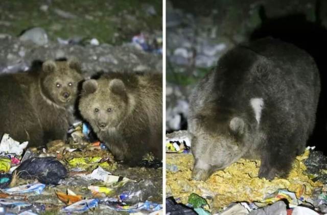 The bears' scavenging locations have a startling correlation to conflicts with humans. 