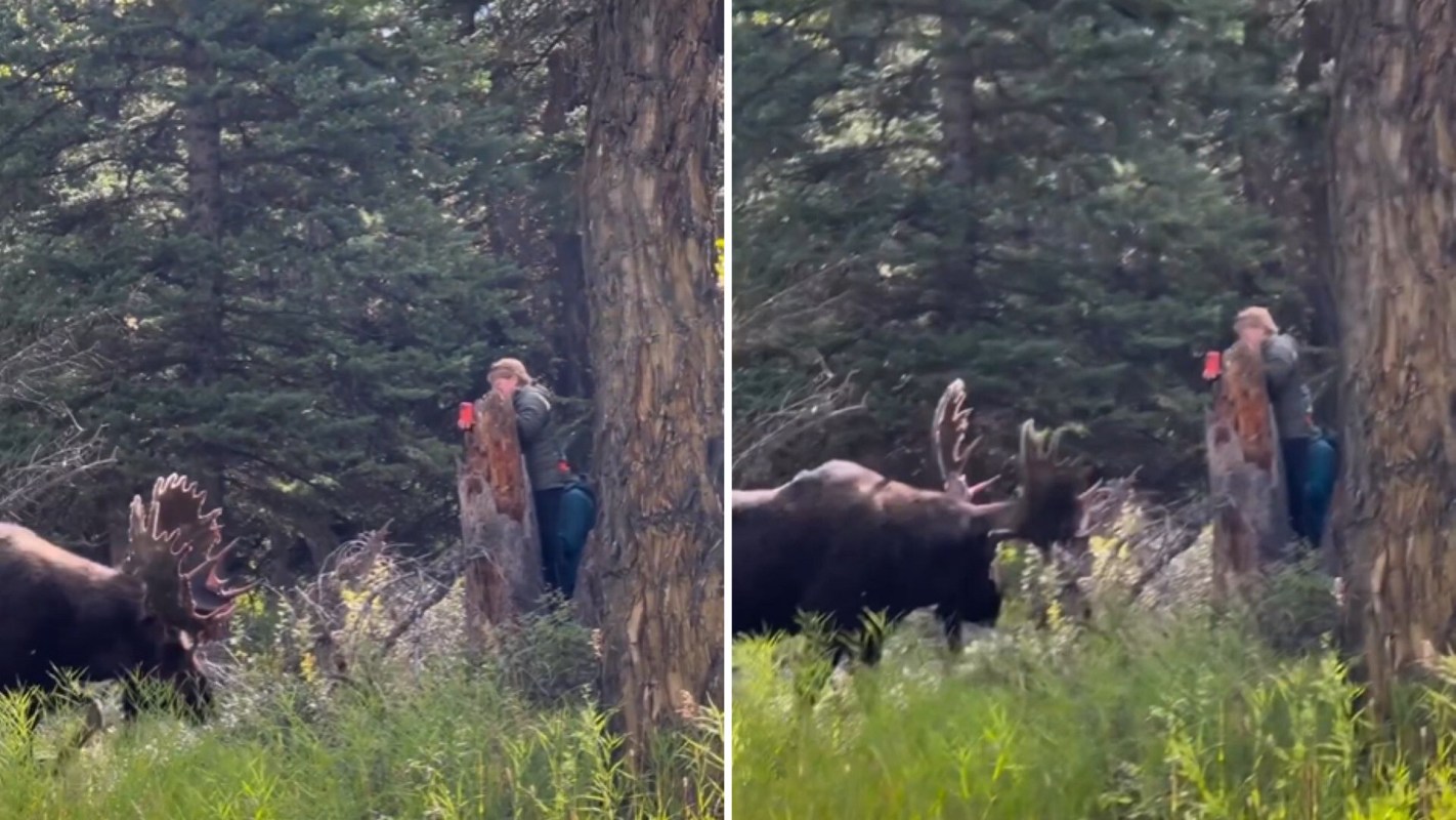 The footage shows a woman standing behind a tree, trying to snap a photo of the moose on her iPhone.