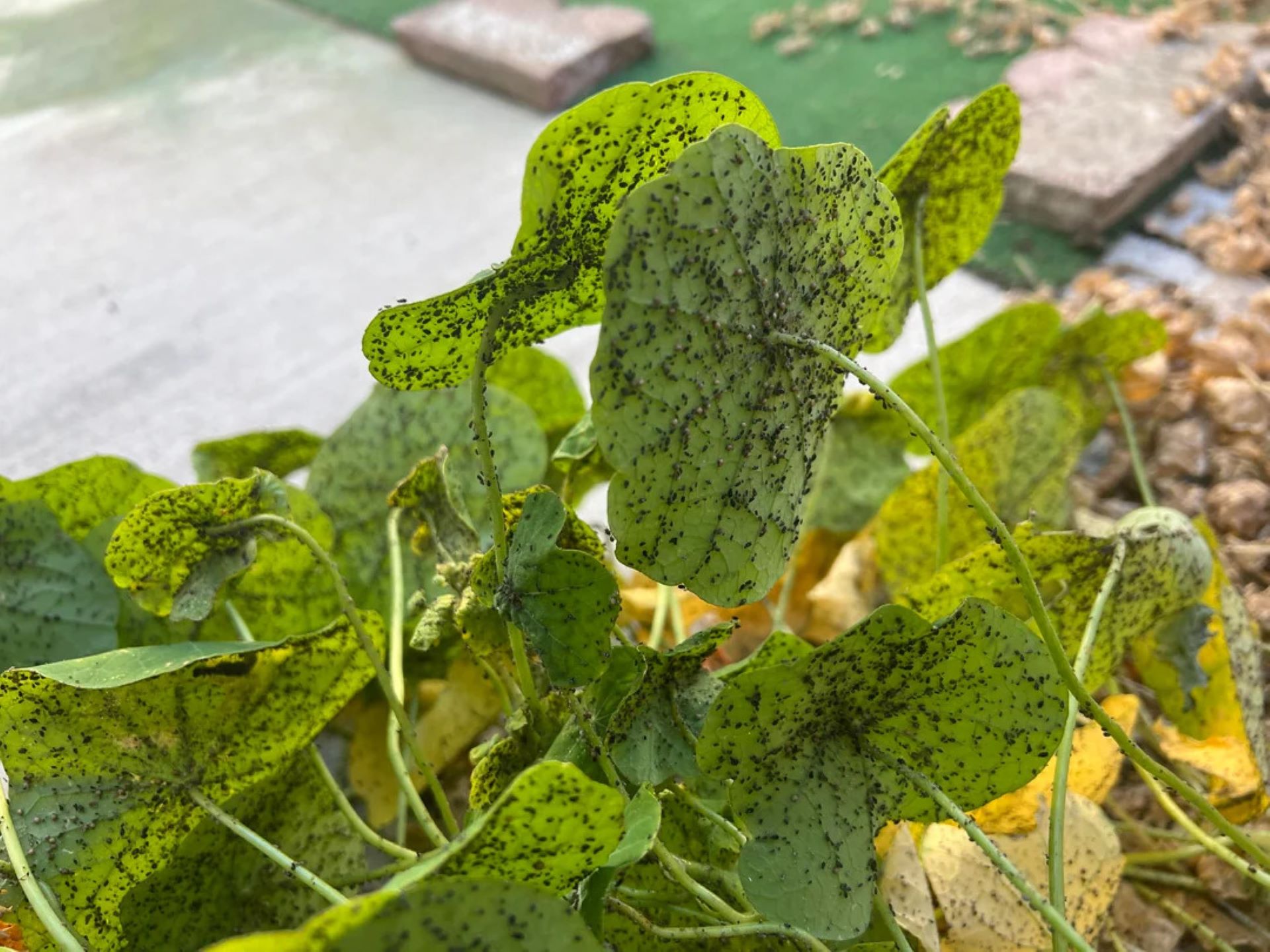 Gardener returns home from vacation to nightmare scene in backyard