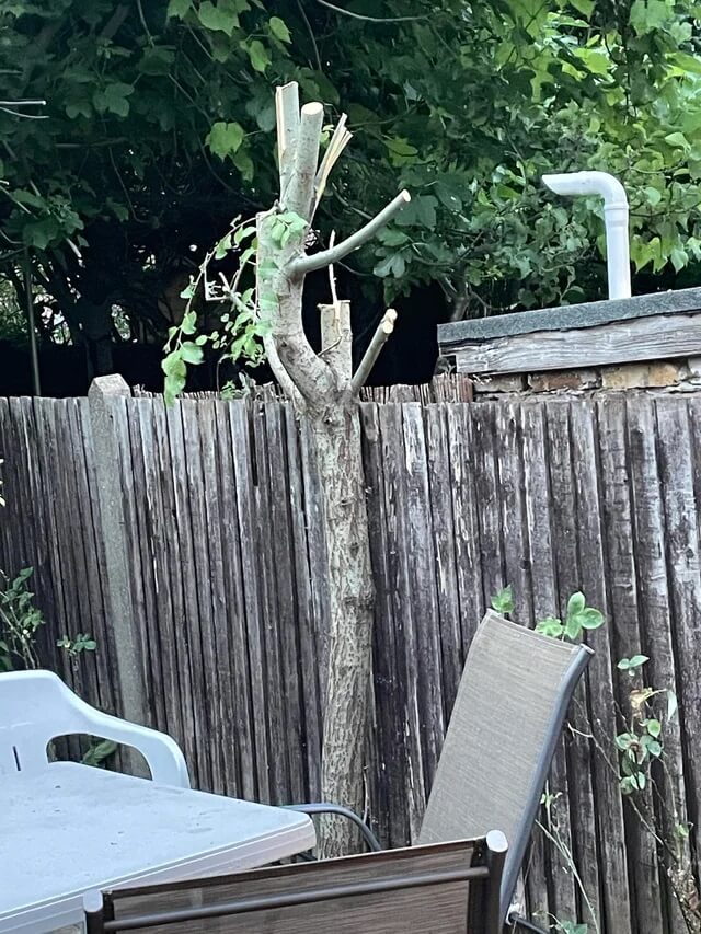 The tree had been butchered.