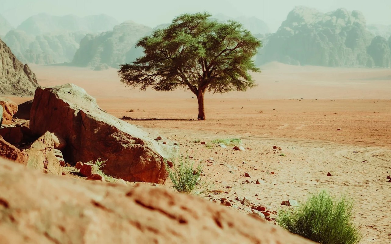A third of our planet is already affected by desertification.