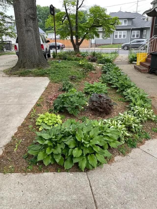 shade garden