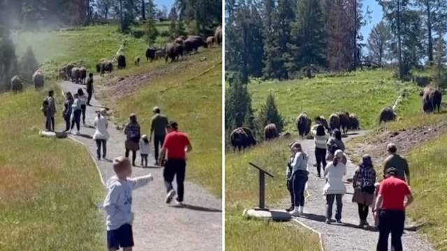 “It’s not a petting zoo!”