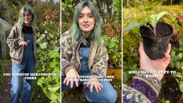 "Here for lazy gardening."