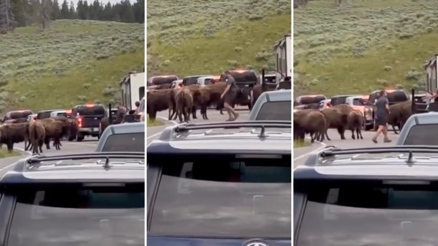 "Tons of bison crossing the road, traffic at a standstill for at least 20 minutes..."