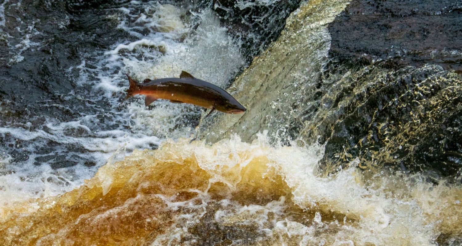 Billions of people rely on freshwater ecosystems, and millions rely on their fisheries.