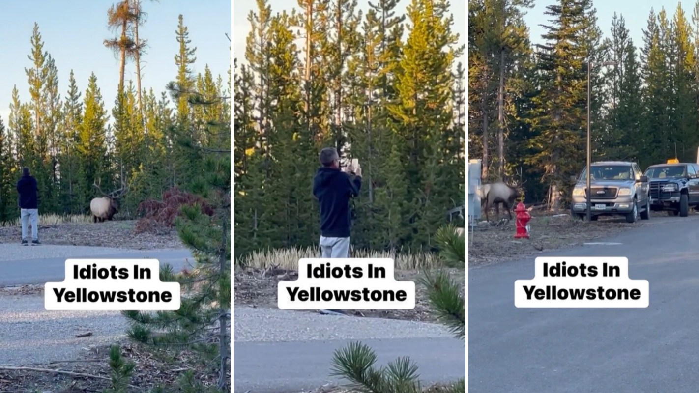 "I am amazed by the lack of respect for the rules at Yellowstone."