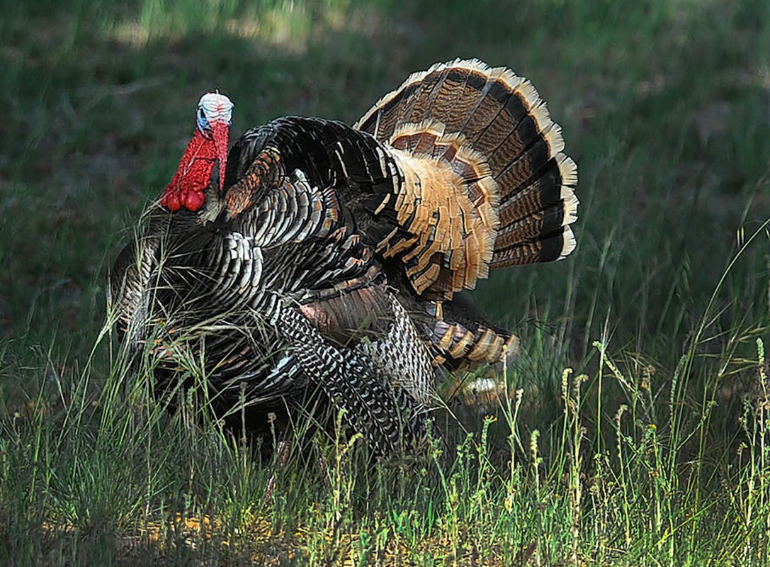 Wild turkey population is declining rapidly, puzzling scientists: 'It may be a bunch of things all adding together'