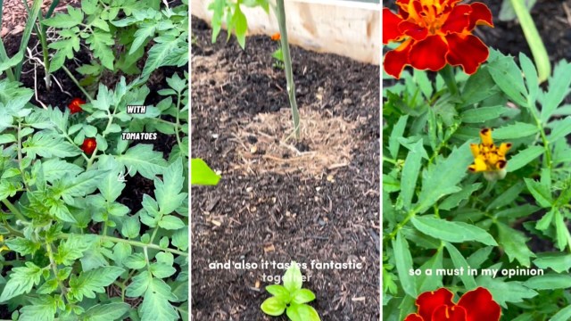 "My grandma back in Greece would do the same 70 years ago."