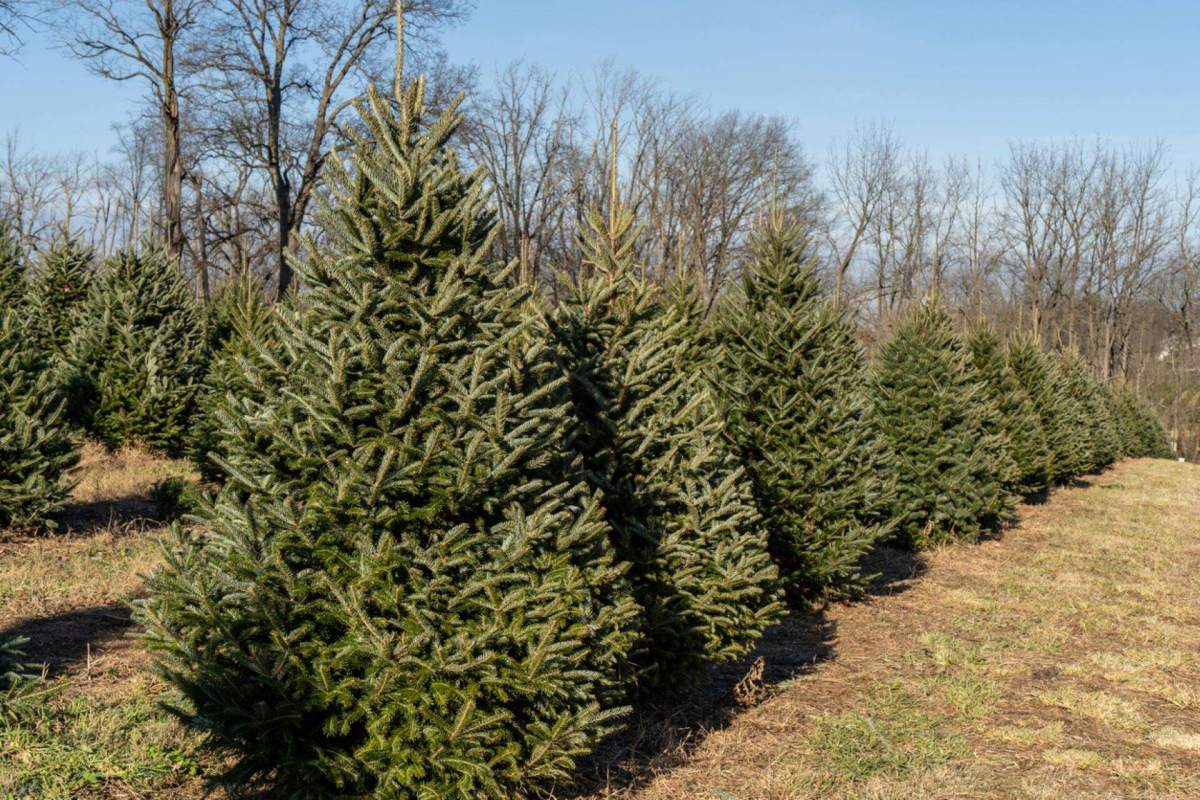 Christmas trees are a $42 million industry in Washington, according to the state’s Department of Agriculture.