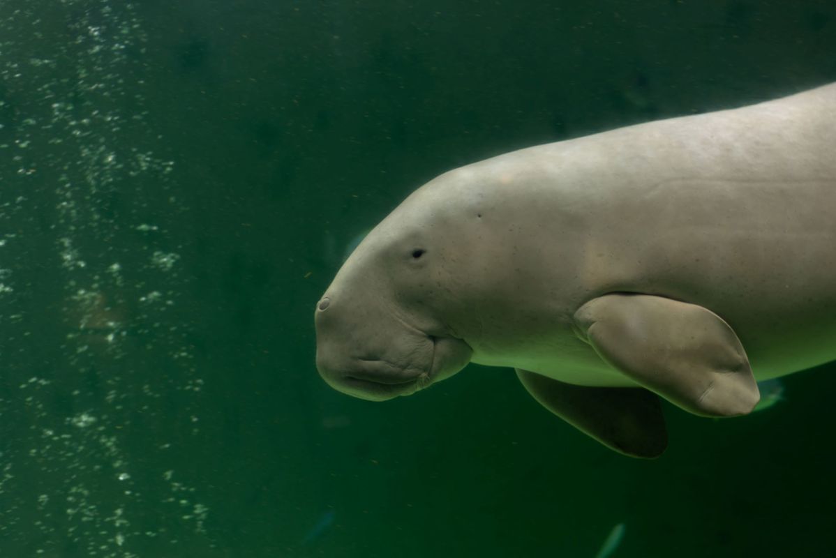 It is believed that there are just 200 dugongs left in Thailand.